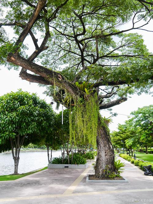杭州适合养什么花，市花和市树是什么，杭州适合养的花？-第4张图片-优品飞百科