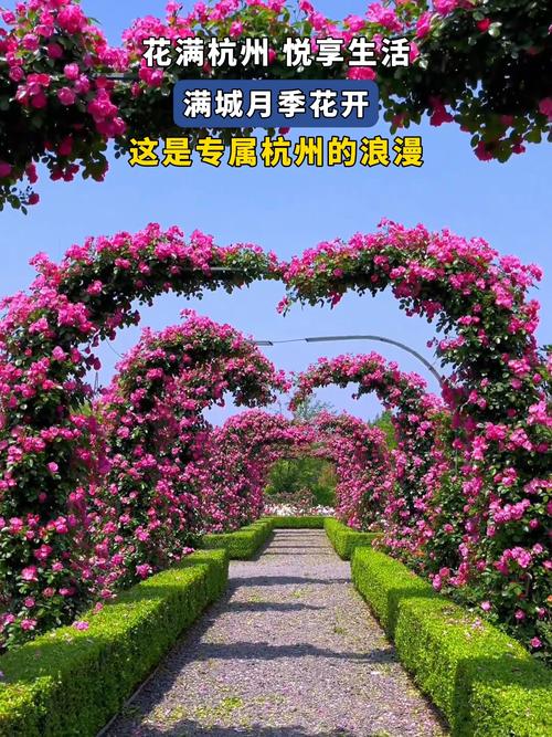 杭州适合养什么花，市花和市树是什么，杭州适合养的花？-第6张图片-优品飞百科