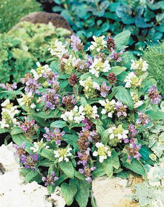 夏枯草的常见品种，夏枯草的种类