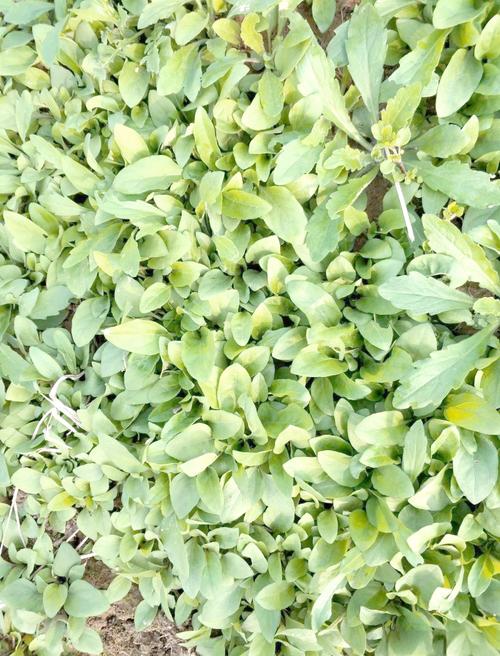 夏枯草的常见品种,夏枯草的种类-第2张图片-优品飞百科 夏枯草的常见品种,夏枯草的种类-第2张图片-优品飞百科