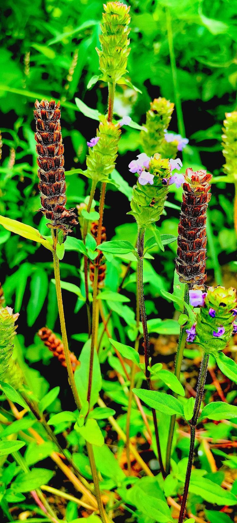 夏枯草的常见品种,夏枯草的种类-第3张图片-优品飞百科 夏枯草的常见品种,夏枯草的种类-第3张图片-优品飞百科
