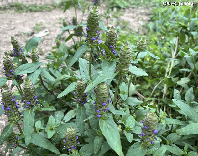 夏枯草的常见品种,夏枯草的种类-第4张图片-优品飞百科 夏枯草的常见品种,夏枯草的种类-第4张图片-优品飞百科
