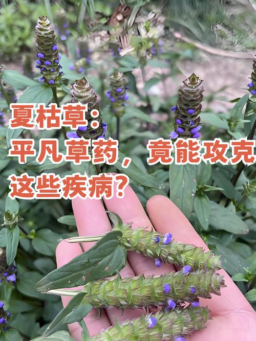 夏枯草的常见品种,夏枯草的种类-第5张图片-优品飞百科 夏枯草的常见品种,夏枯草的种类-第5张图片-优品飞百科