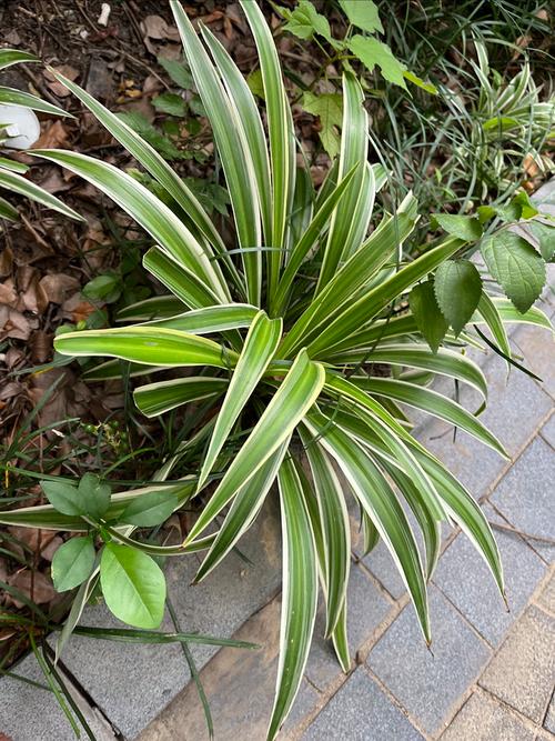 金边吊兰可以放卧室吗，金边吊兰适合放在卧室吗？-第1张图片-优品飞百科