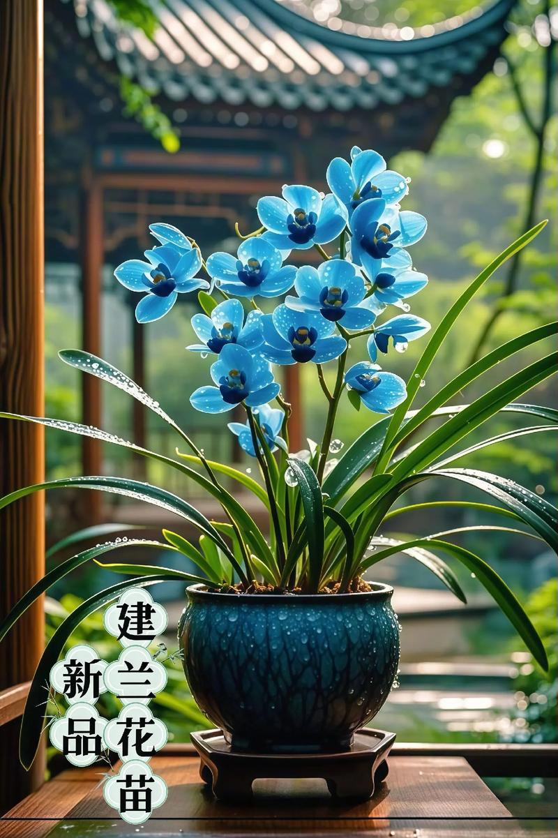 建兰有什么作用，建兰好吗?-第1张图片-优品飞百科