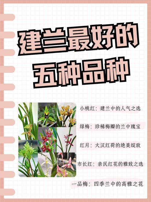 建兰有什么作用，建兰好吗?-第3张图片-优品飞百科