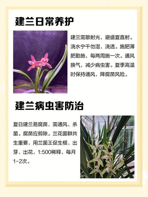 建兰有什么作用，建兰好吗?-第6张图片-优品飞百科