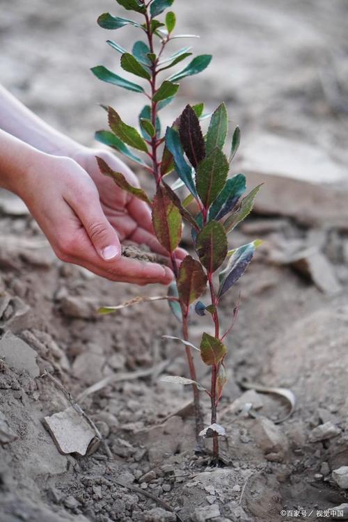 山楂繁殖靠扦插吗,山楂能通过什么方法繁殖,山楂怎样繁殖-第1张图片-优品飞百科 山楂繁殖靠扦插吗,山楂能通过什么方法繁殖,山楂怎样繁殖-第1张图片-优品飞百科