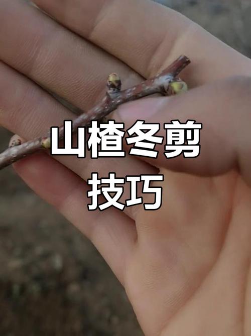 山楂繁殖靠扦插吗,山楂能通过什么方法繁殖,山楂怎样繁殖-第3张图片-优品飞百科 山楂繁殖靠扦插吗,山楂能通过什么方法繁殖,山楂怎样繁殖-第3张图片-优品飞百科