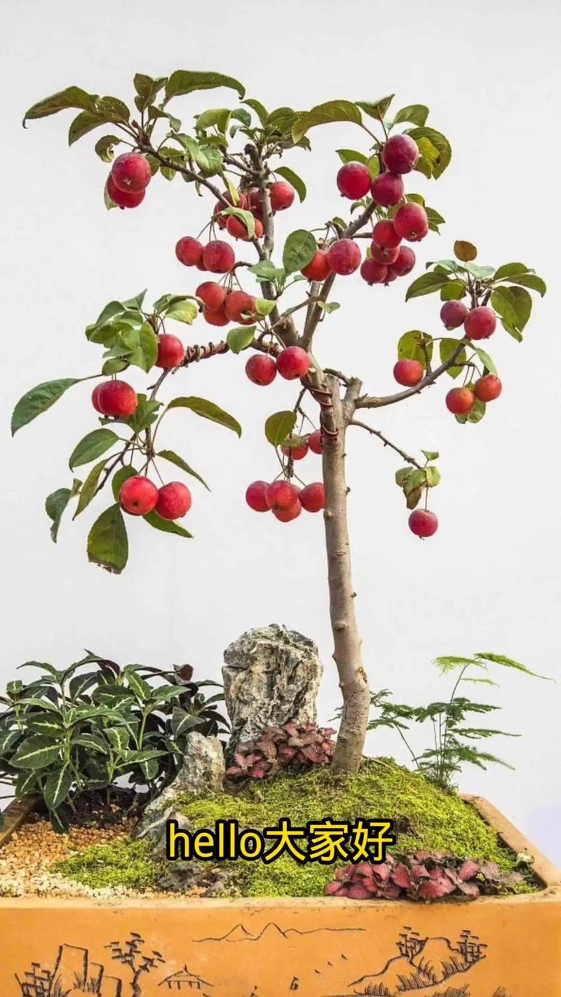山楂繁殖靠扦插吗,山楂能通过什么方法繁殖,山楂怎样繁殖-第4张图片-优品飞百科 山楂繁殖靠扦插吗,山楂能通过什么方法繁殖,山楂怎样繁殖-第4张图片-优品飞百科