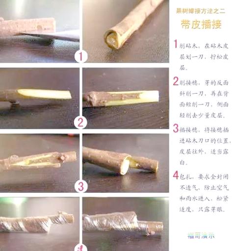 山楂繁殖靠扦插吗,山楂能通过什么方法繁殖,山楂怎样繁殖-第6张图片-优品飞百科 山楂繁殖靠扦插吗,山楂能通过什么方法繁殖,山楂怎样繁殖-第6张图片-优品飞百科