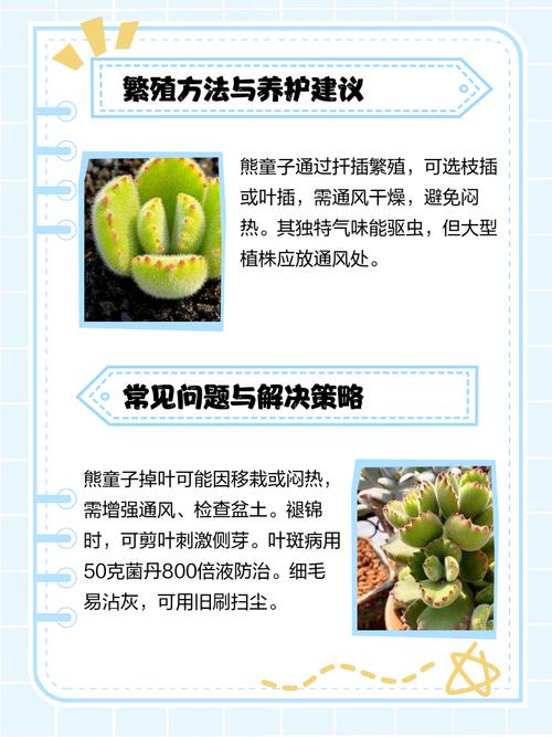 熊掌木的主要作用，熊掌木的主要作用是什么？-第1张图片-优品飞百科