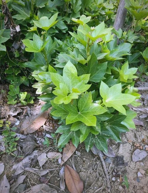 熊掌木的主要作用，熊掌木的主要作用是什么？-第3张图片-优品飞百科