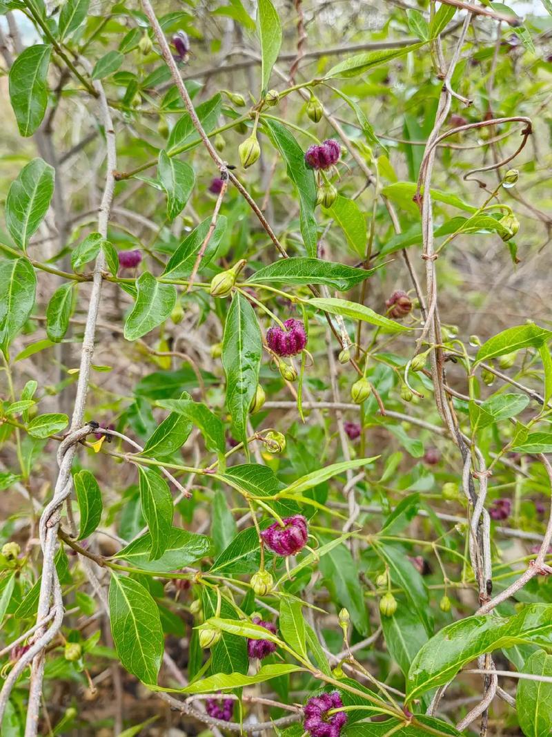 熊掌木的主要作用，熊掌木的主要作用是什么？-第4张图片-优品飞百科
