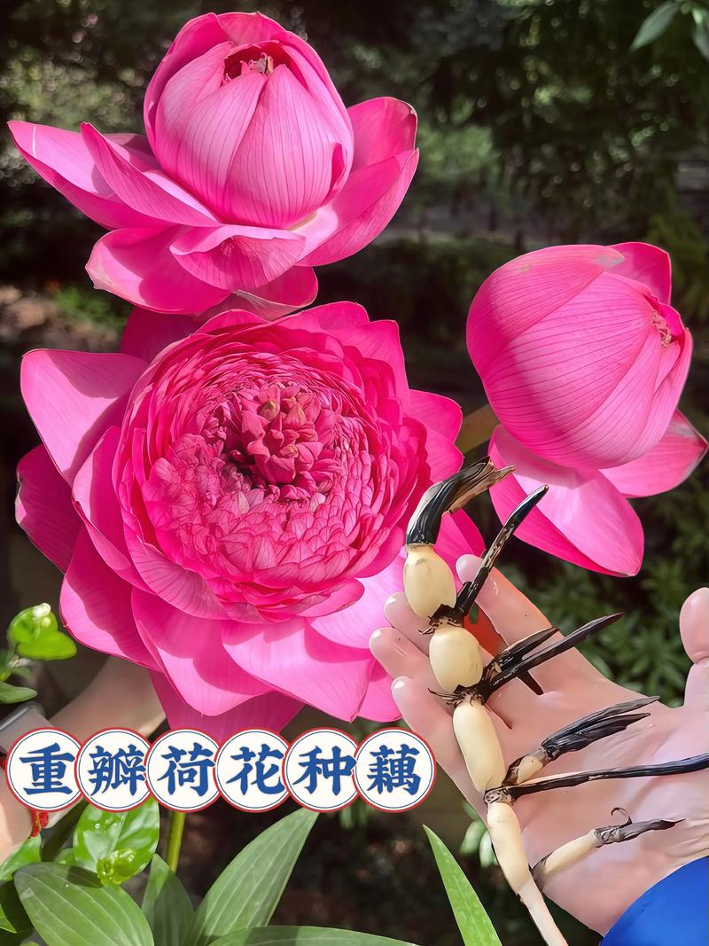 荷花的风水作用和禁忌，荷花最忌三种属相-第2张图片-优品飞百科