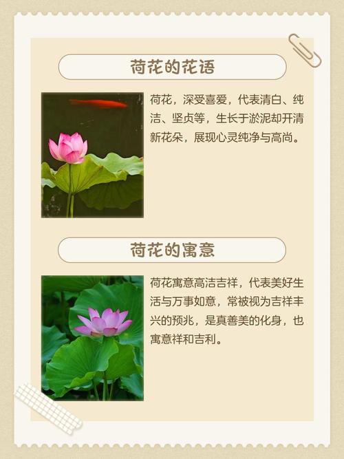 荷花的风水作用和禁忌，荷花最忌三种属相-第3张图片-优品飞百科