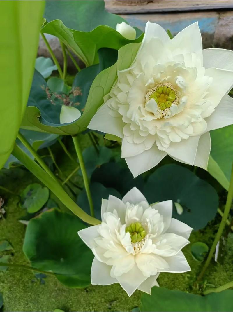 荷花的风水作用和禁忌，荷花最忌三种属相-第5张图片-优品飞百科