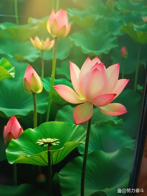 荷花的风水作用和禁忌，荷花最忌三种属相-第6张图片-优品飞百科