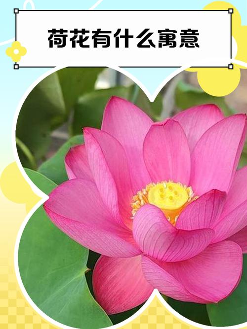 荷花的风水作用和禁忌，荷花最忌三种属相-第7张图片-优品飞百科