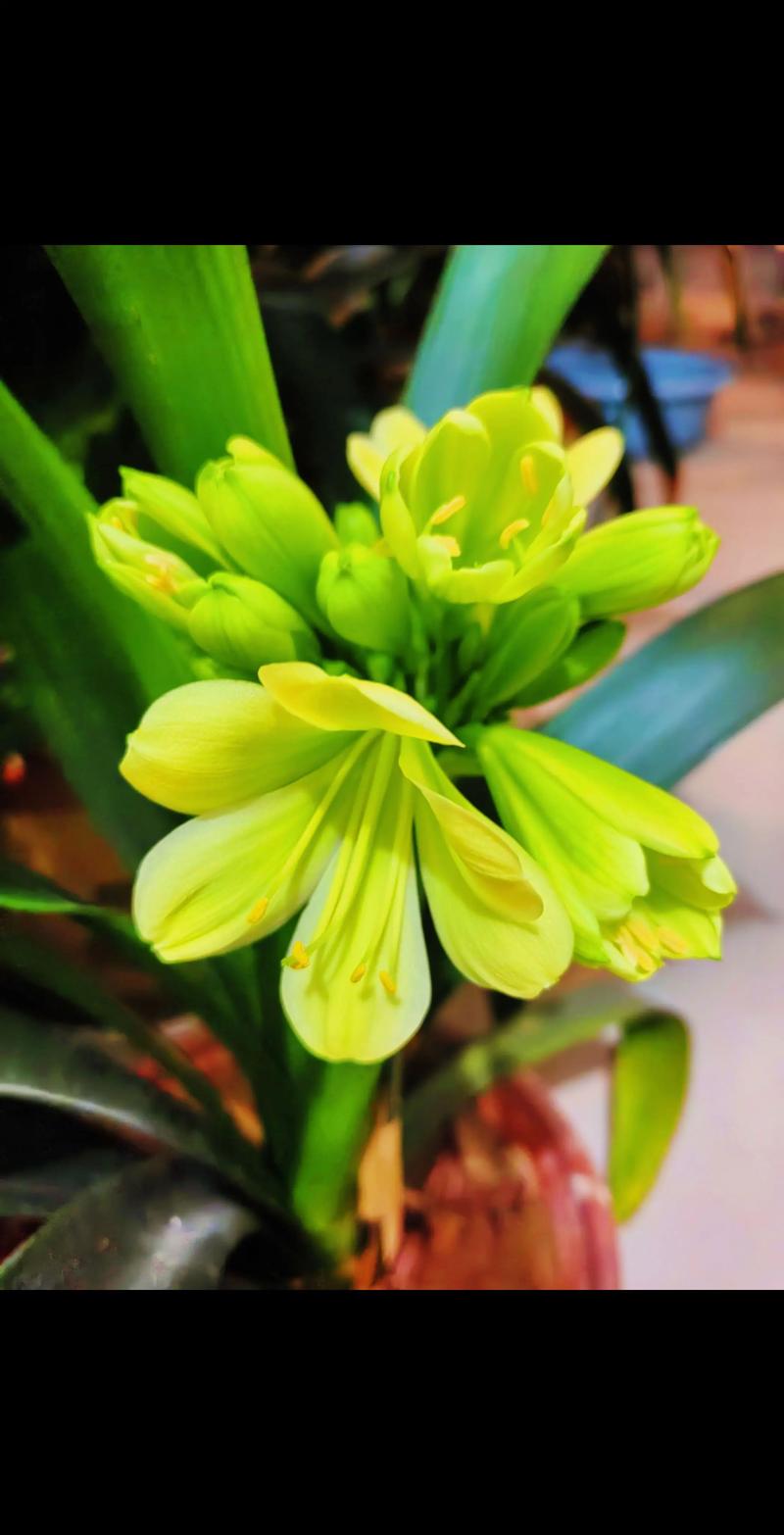 君子兰什么季节开花，君子兰开花时间，君子兰啥季节开花-第1张图片-优品飞百科