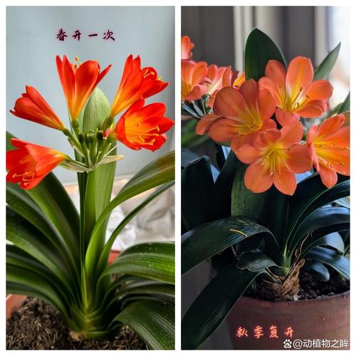 君子兰什么季节开花，君子兰开花时间，君子兰啥季节开花-第2张图片-优品飞百科
