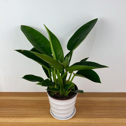 金钻适合在室内养吗，绿植金钻适合室内养吗？