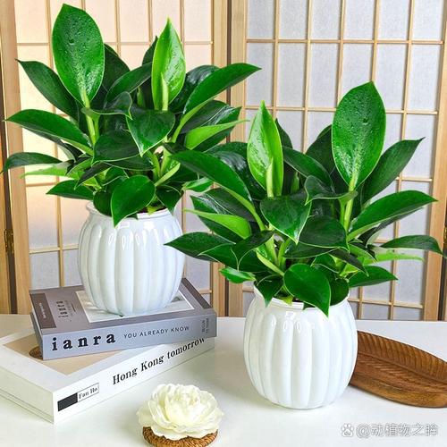 金钻适合在室内养吗，绿植金钻适合室内养吗？-第2张图片-优品飞百科