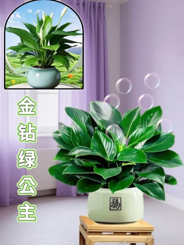 金钻适合在室内养吗，绿植金钻适合室内养吗？-第4张图片-优品飞百科