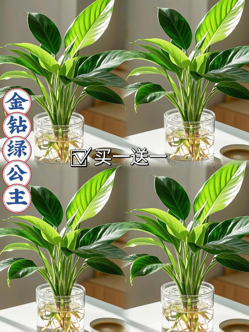 金钻适合在室内养吗，绿植金钻适合室内养吗？-第5张图片-优品飞百科