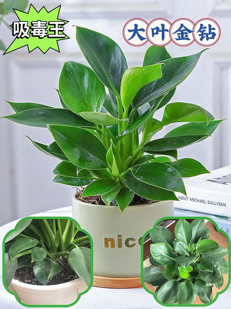 金钻适合在室内养吗，绿植金钻适合室内养吗？-第6张图片-优品飞百科