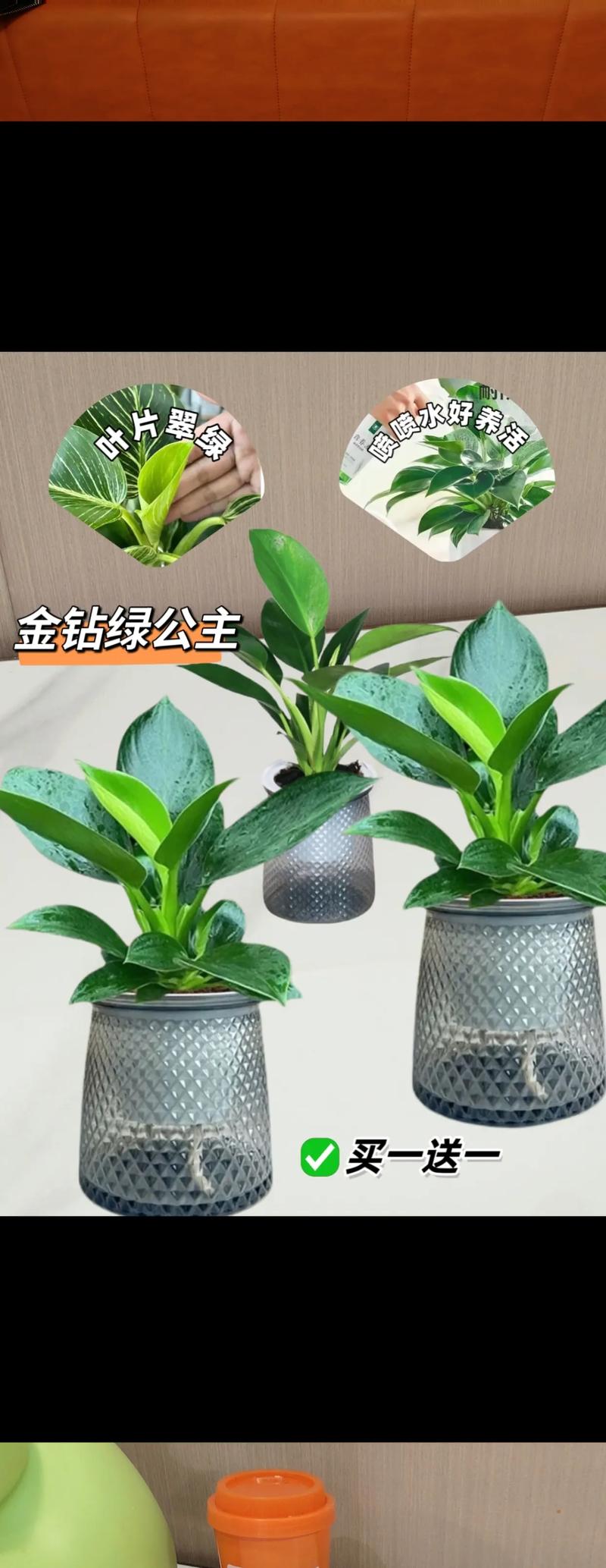 金钻适合在室内养吗，绿植金钻适合室内养吗？-第8张图片-优品飞百科