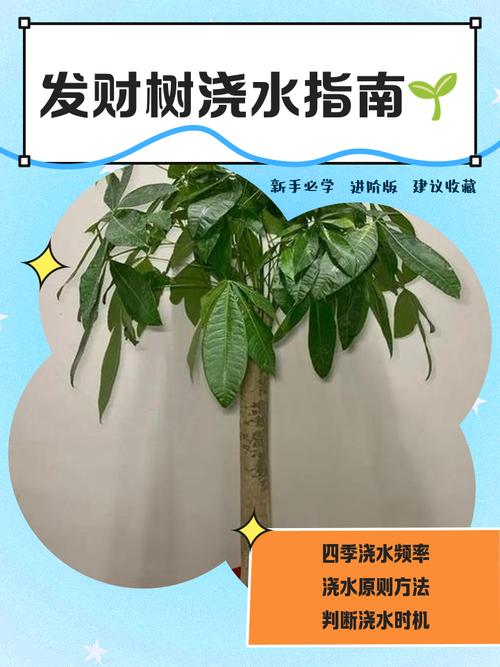 发财树浇水的正确方法，发财树多久浇一次水？发财树浇水几天一次？-第1张图片-优品飞百科
