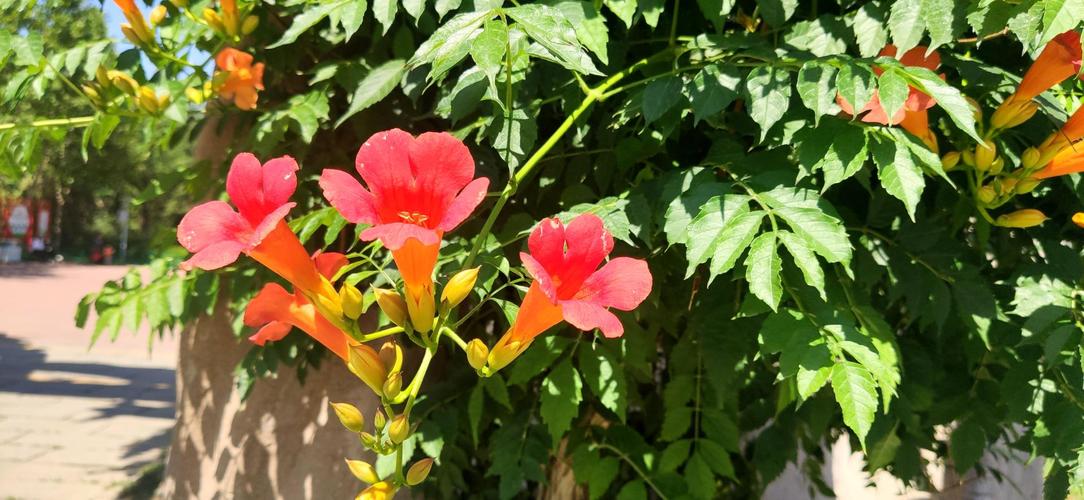 花开放的时间有哪些花，各种花开放的具体时间-第1张图片-优品飞百科