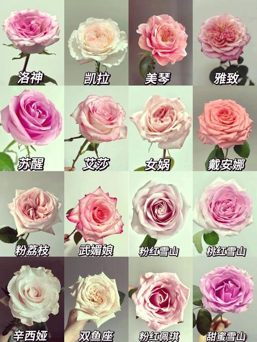 花开放的时间有哪些花，各种花开放的具体时间-第4张图片-优品飞百科