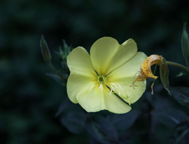 花开放的时间有哪些花，各种花开放的具体时间-第5张图片-优品飞百科
