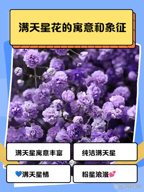 满天星的花语和传说？满天星的花语是啥来着？-第4张图片-优品飞百科