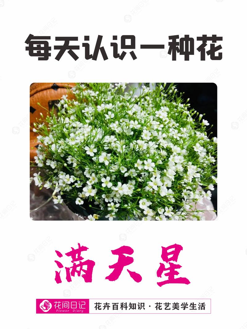满天星的花语和传说？满天星的花语是啥来着？-第6张图片-优品飞百科