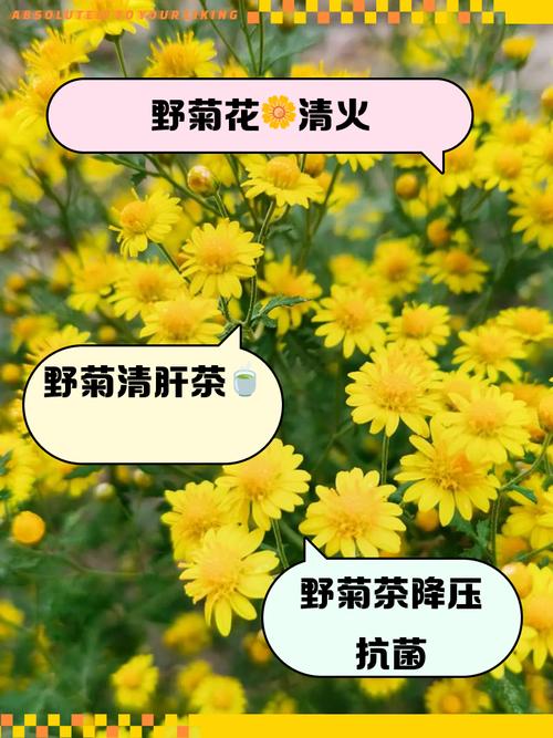 野生菊花可以泡水喝吗，野生的野菊花能不能直接摘下来泡水喝-第4张图片-优品飞百科