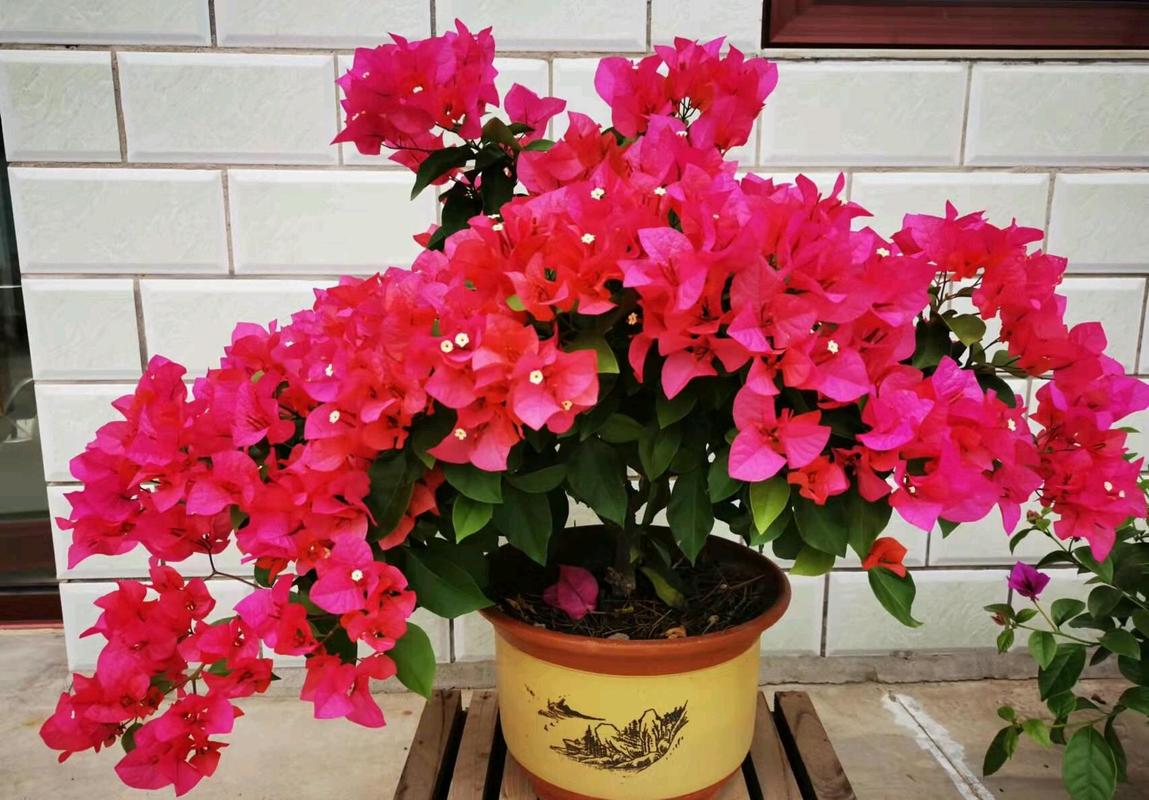 最漂亮的三角梅有哪几个品种？比较好三角梅品种大全？-第1张图片-优品飞百科