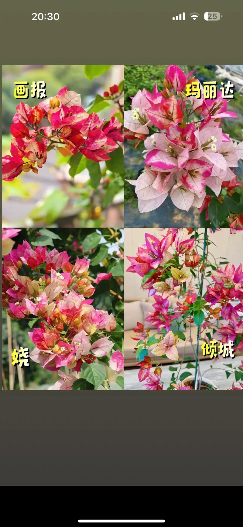 最漂亮的三角梅有哪几个品种？比较好三角梅品种大全？-第2张图片-优品飞百科