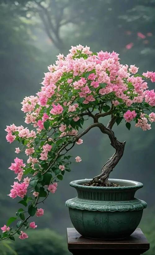 最漂亮的三角梅有哪几个品种？比较好三角梅品种大全？-第3张图片-优品飞百科