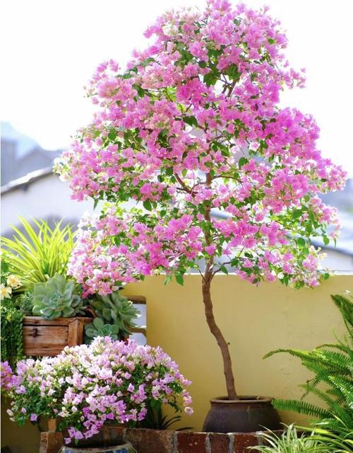 最漂亮的三角梅有哪几个品种？比较好三角梅品种大全？-第4张图片-优品飞百科