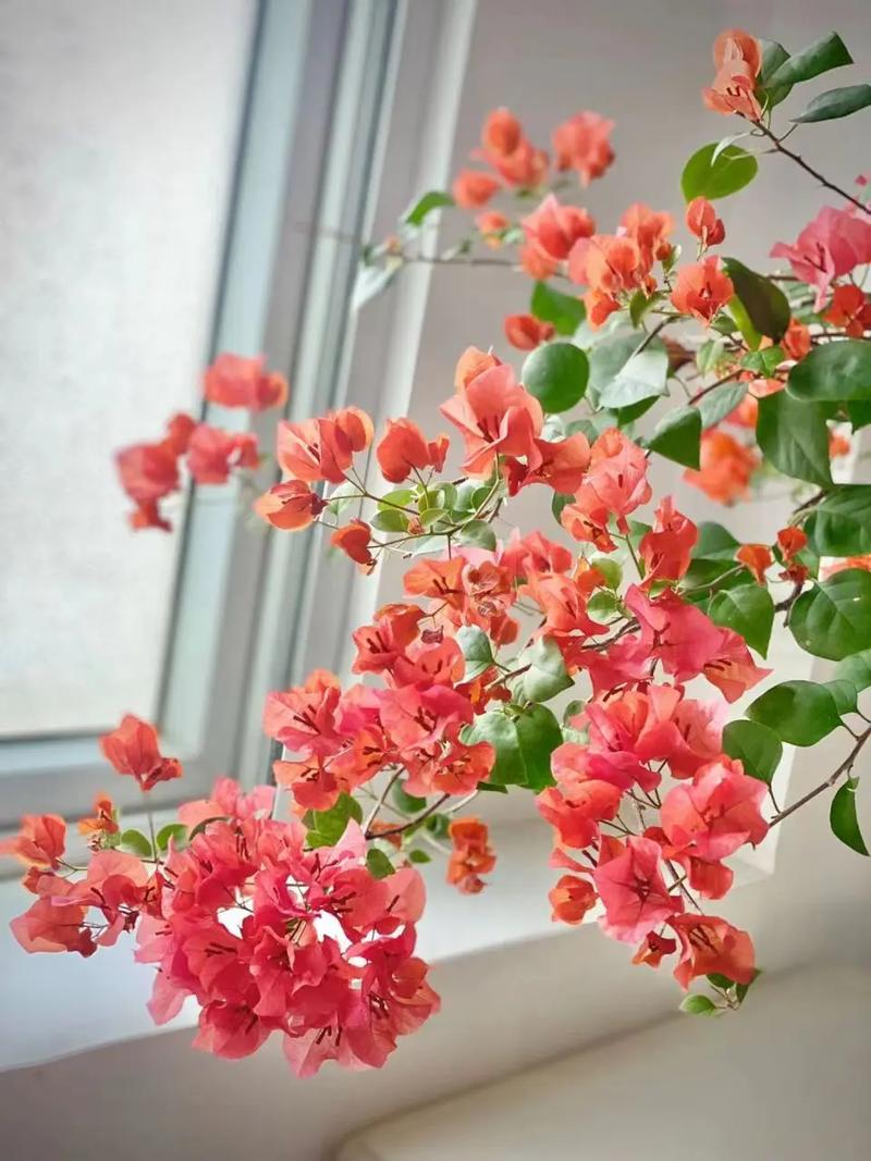 最漂亮的三角梅有哪几个品种？比较好三角梅品种大全？-第5张图片-优品飞百科