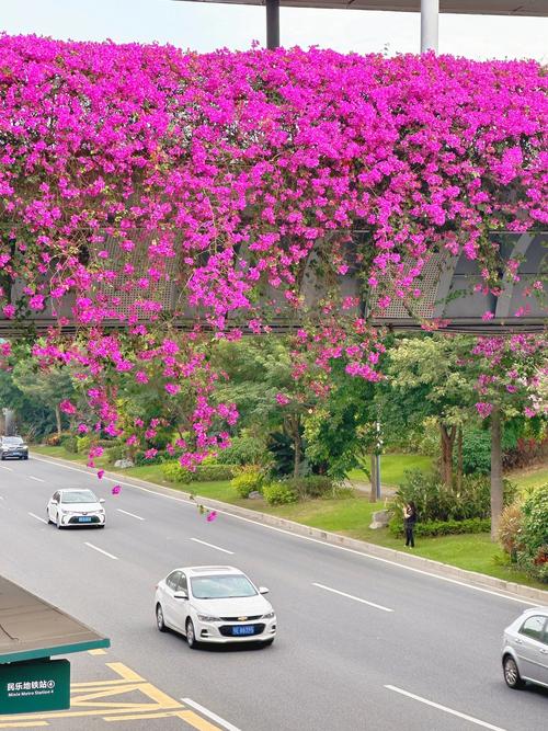 最漂亮的三角梅有哪几个品种？比较好三角梅品种大全？-第6张图片-优品飞百科