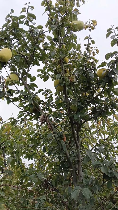 木瓜是什么，木瓜树图片，木瓜树的学名-第2张图片-优品飞百科