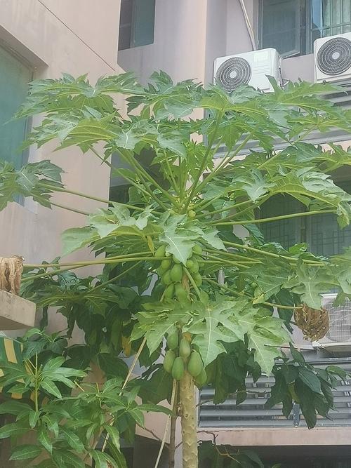 木瓜是什么，木瓜树图片，木瓜树的学名-第3张图片-优品飞百科