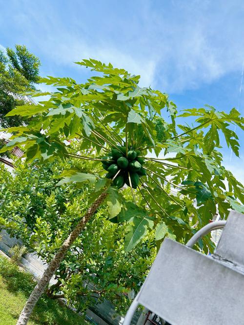 木瓜是什么，木瓜树图片，木瓜树的学名-第4张图片-优品飞百科