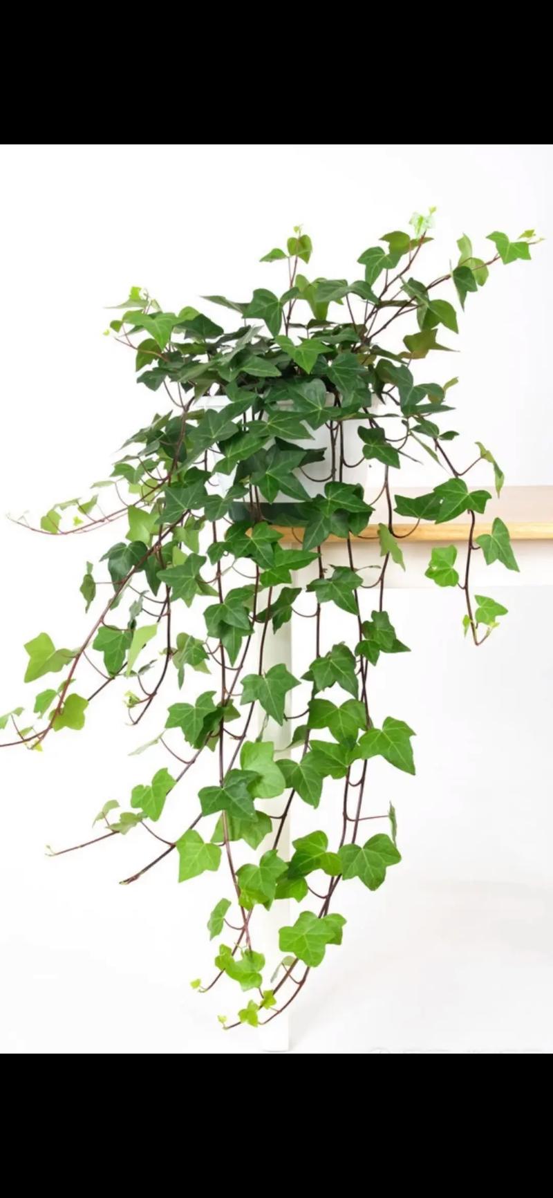 常春藤有什么作用，常春藤有什么作用和功效-第1张图片-优品飞百科