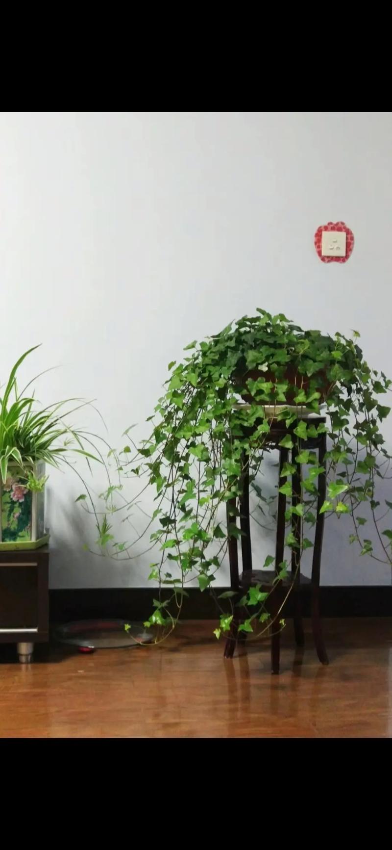 常春藤有什么作用，常春藤有什么作用和功效-第2张图片-优品飞百科