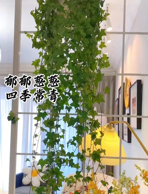 常春藤有什么作用，常春藤有什么作用和功效-第3张图片-优品飞百科